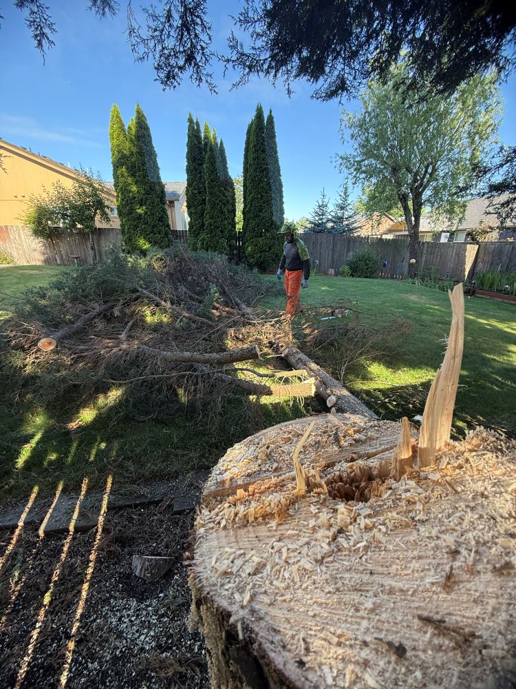 backyard tree cutting salem oregon cleanup service