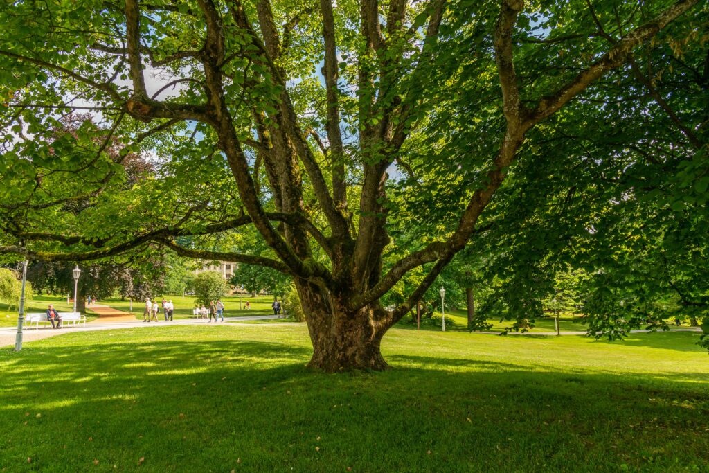 A large tree provides shade in a vibrant green park, with people enjoying a summer day.